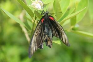 Papilio Memnon is a butterfly that has beautiful color patterns and lives in many Asian countries, including Indonesia photo