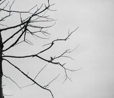 Dead trees with trunks and branches lacking foliage photo