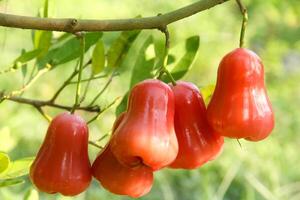 Ripe red water guava attached to its twigs, thongsamsi water guava, fresh red water guava and ready to eat photo