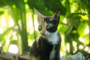 Close-up of a kitten's face in the front yard of the house photo