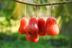 Ripe red water guava attached to its twigs, thongsamsi water guava, fresh red water guava and ready to eat photo