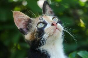 Close-up of a kitten's face in the front yard of the house photo