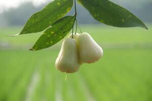 Deli green honey guava or jambu madu Deli Hijau which has a sweet and fresh taste photo
