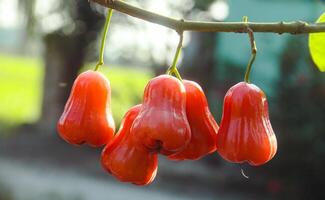 Ripe red water guava attached to its twigs, thongsamsi water guava, fresh red water guava and ready to eat photo