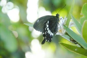Papilio Polytes or Common Mormon butterfly that perches on a lime tree in search of flower nectar photo