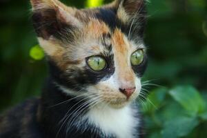 Close-up of a kitten's face in the front yard of the house photo