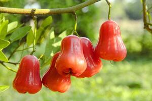 Ripe red water guava attached to its twigs, thongsamsi water guava, fresh red water guava and ready to eat photo