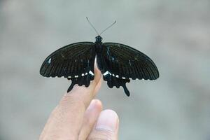 Papilio Polytes or Common Mormon butterfly perched on the finger of an Asian man photo