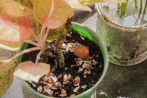 Egg shells and plants, the benefits of calcium from egg shells are good for plant fertility photo