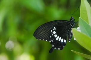 Papilio Polytes or Common Mormon butterfly that perches on a lime tree in search of flower nectar photo