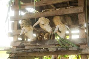 Goat farming, goats are in cages and are usually used as animals for Eid al Adha photo