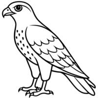 Ferruginous Hawk bird stands icon vector