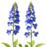 Purple delphinium tall spikes of small flowers with spurred petals Delphinium elatum png
