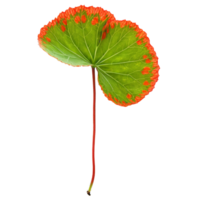 Begonia leaf asymmetrical leaf with green and silver spots and red undersides Begonia rex png