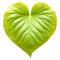 Pothos leaf heart shaped green leaf with yellow or white variegation Epipremnum aureum png