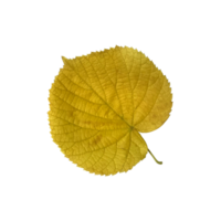 Bright green linden leaf, cutout object, isolated element for decor, design ideas, seasonal fall colorful mood, soft focus and clipping path png
