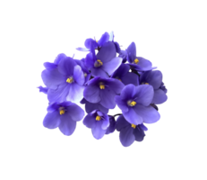 Violet viola flower, home plant isolated object, clipping path selective focus, decorative element for design, home decor concept png