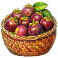 Mangosteens in Wicker Basket Hand Drawn Graphic png