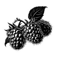 grape fruit. Graphic illustration for grape juice or wine label vector