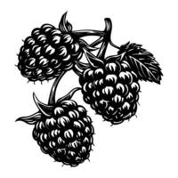 grape fruit. Graphic illustration for grape juice or wine label, emblem or banner. vector