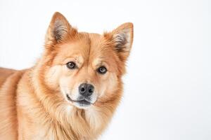 Close Up Portrait of a Red Fox Dog with Furry Ears and a White Background photo