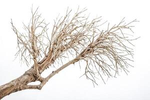 Bare Tree Branches Against White Background photo