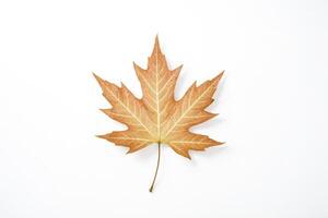 Single Maple Leaf on White Background photo