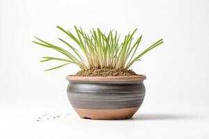 Green plant in a grey pot on white background photo