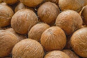 A Cluster of Coconuts. background, texture photo