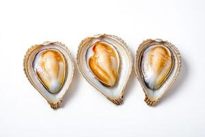 Three Open Clam Shells Isolated on White Background photo