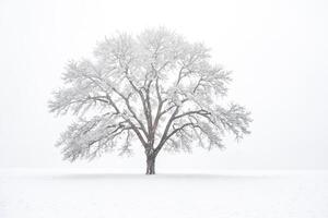 Lone Tree in a Snowy Field photo