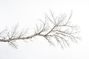 Bare Tree Branch Against a Snowy Forest Background photo