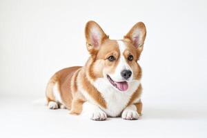 Adorable Pembroke Welsh Corgi Puppy Lying Down on White Background photo
