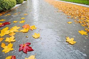 Autumn Leaves on Wet Pavement photo