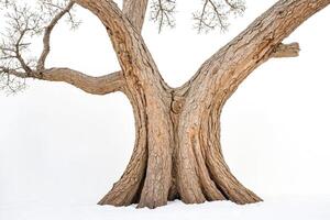 Bare Tree Trunk in Winter photo