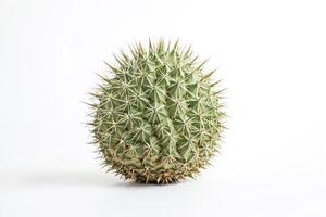 Close Up of a Small Cactus with Thorns on a White Background photo