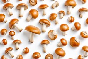 Fresh Mushrooms Pattern on White Background photo