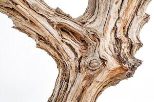 Closeup of weathered tree trunk photo