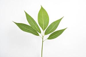 Herbarium specimen of a green leaf photo