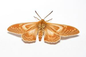 Macro Photo of a Brown Moth with White Stripes on Wings