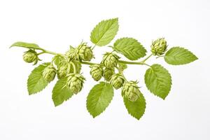Fresh Green Hop Cones with Leaves on White Background photo