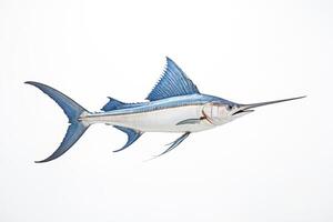 Sailfish Isolated on White Background photo