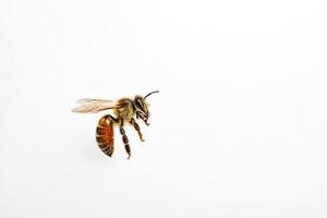 Honeybee in Flight Against White Background photo