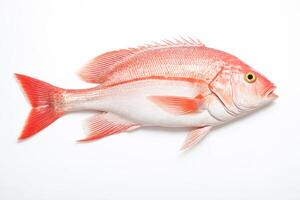 Fresh Red Snapper Fish Isolated On White Background photo