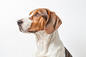 Portrait of a Beagle Dog with Brown and White Fur photo