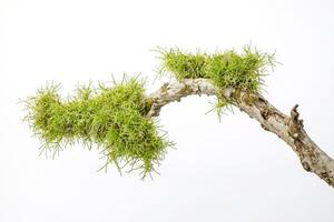 Green Moss on a Branch photo