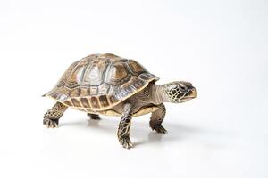 Turtle walking on white background photo