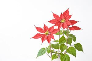 Two Red Poinsettia Flowers in a White Ceramic Pot on a White Background photo