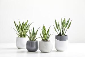 Four potted snake plants in a row on white background photo