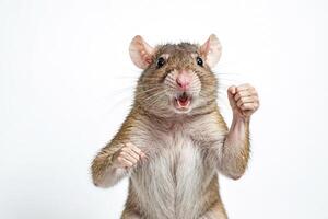 A rat stands on its hind legs, makes a fist, and looks directly at the camera with a menacing expression. photo